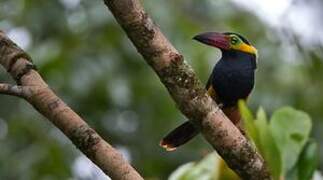 Golden-collared Toucanet