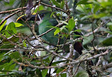 Toucanet des Andes