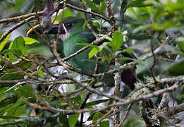 Toucanet des Andes