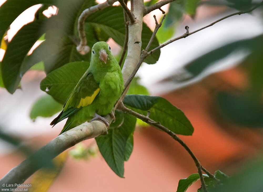 Yellow-chevroned Parakeet