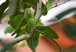 Yellow-chevroned Parakeet