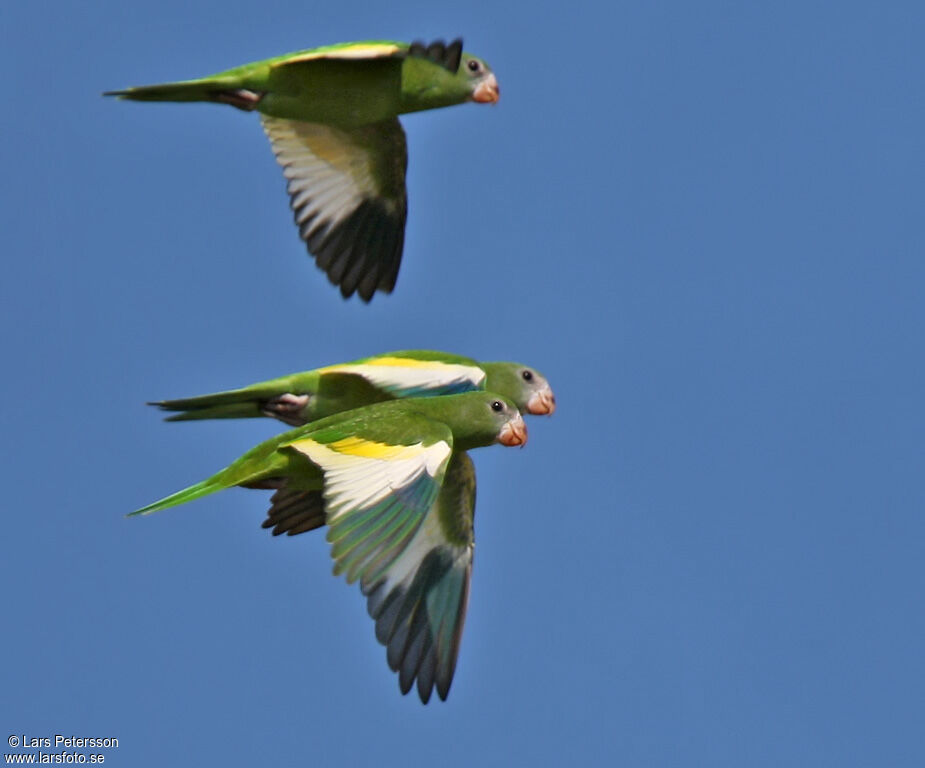 White-winged Parakeet