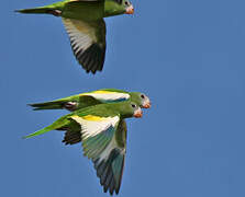 White-winged Parakeet