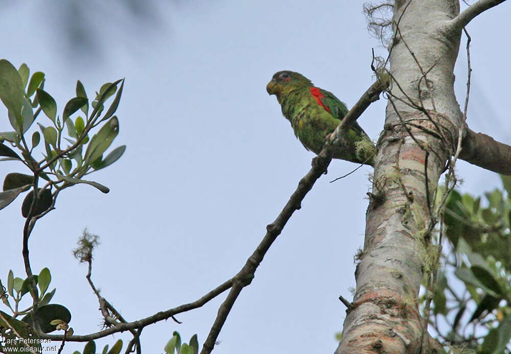 Blue-fronted Parrotletadult, identification