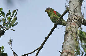 Blue-fronted Parrotlet