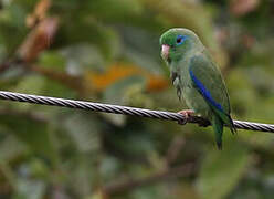 Spectacled Parrotlet