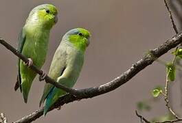 Pacific Parrotlet