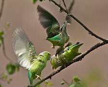 Pacific Parrotlet