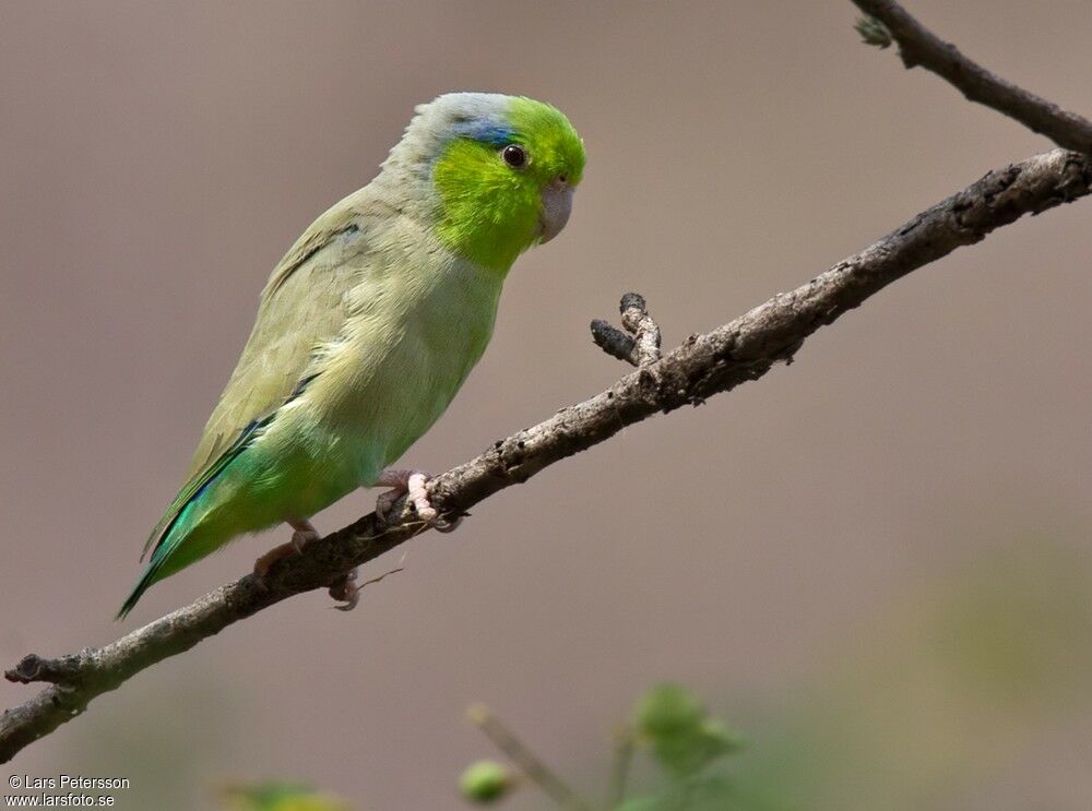 Pacific Parrotlet