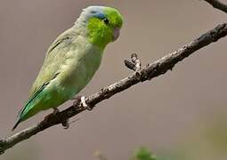 Pacific Parrotlet