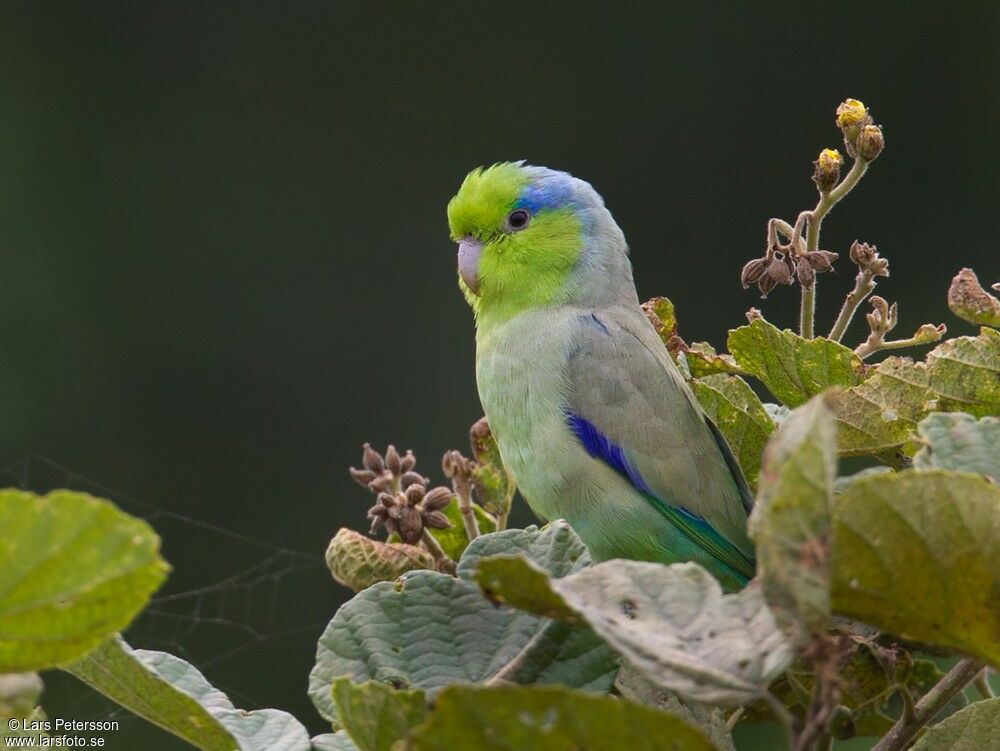 Pacific Parrotlet