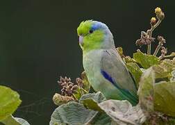 Pacific Parrotlet