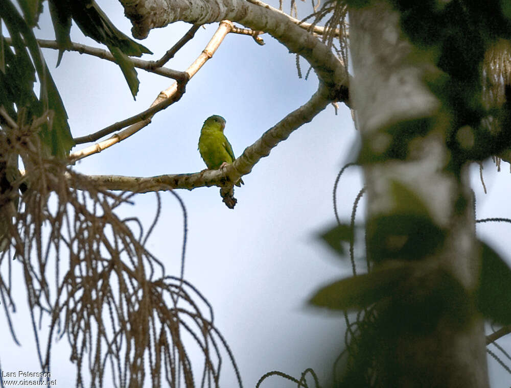 Manu Parrotletadult, identification