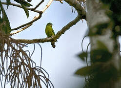 Manu Parrotlet