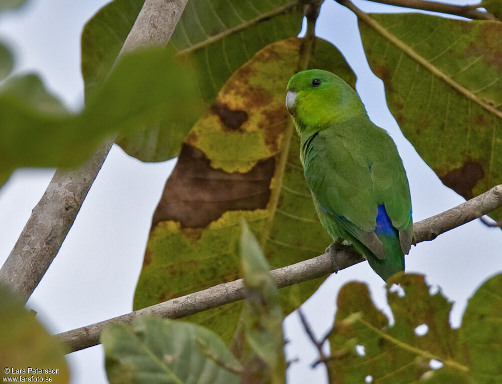 Cobalt-rumped Parrotlet