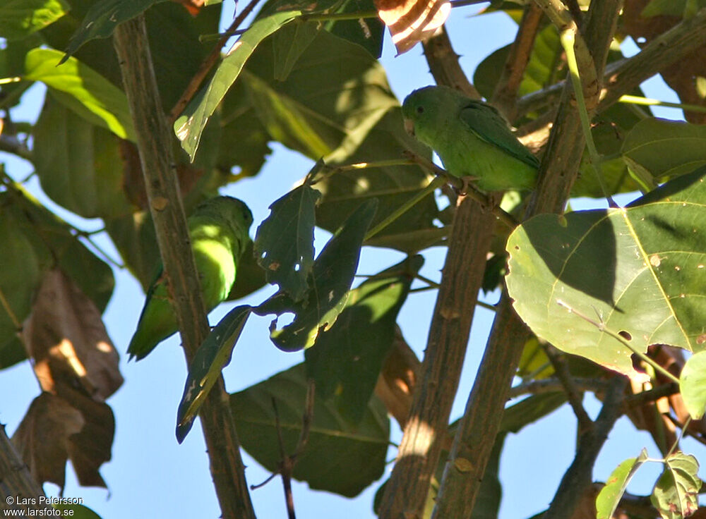 Green-rumped Parrotlet