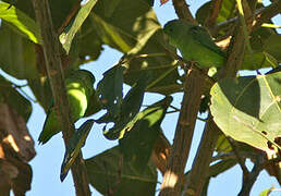 Green-rumped Parrotlet