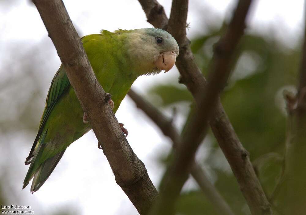 Grey-cheeked Parakeetadult