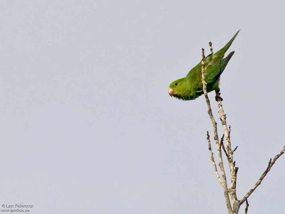 Plain Parakeet