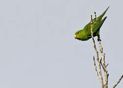 Plain Parakeet