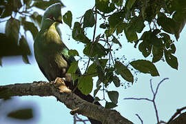 Black-billed Turaco