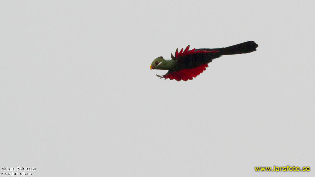 Yellow-billed Turaco