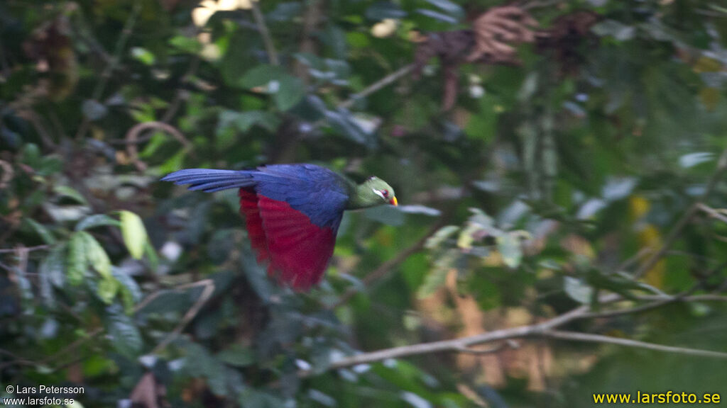 Yellow-billed Turaco, Flight