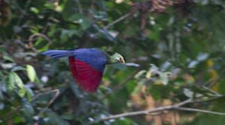 Yellow-billed Turaco