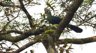 Yellow-billed Turaco