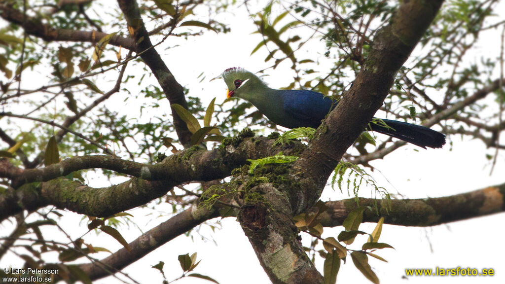 Yellow-billed Turaco