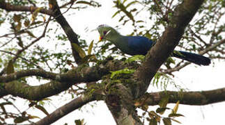 Yellow-billed Turaco