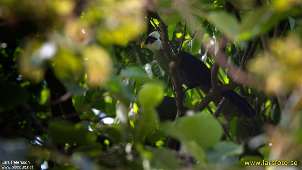 Touraco à huppe blancheadulte, habitat, camouflage