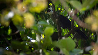 White-crested Turaco