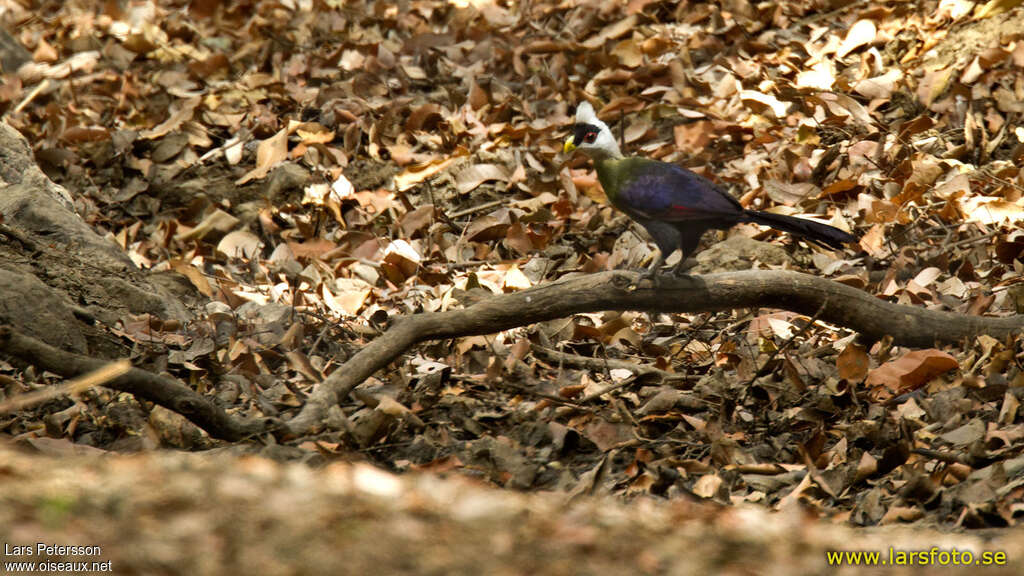 Touraco à huppe blancheadulte, pêche/chasse