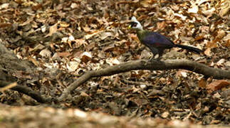 White-crested Turaco