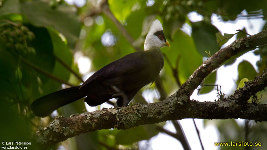 White-crested Turaco