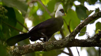 White-crested Turaco