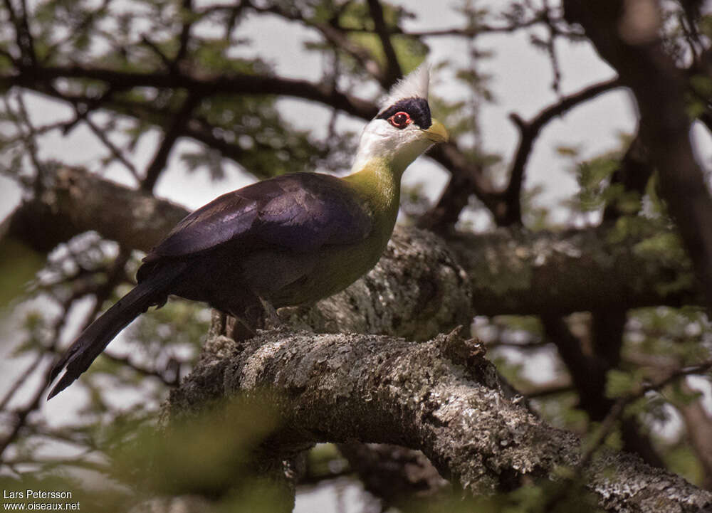 White-crested Turacoadult, habitat, camouflage, pigmentation