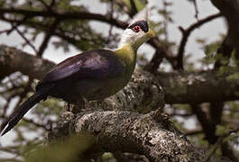 White-crested Turaco