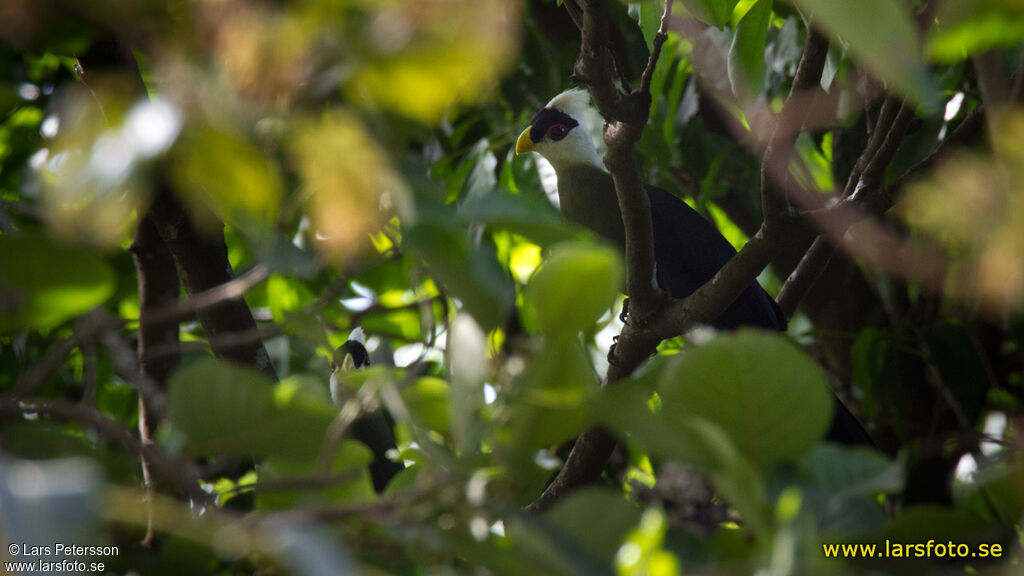 White-crested Turaco