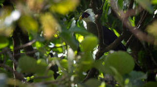 White-crested Turaco