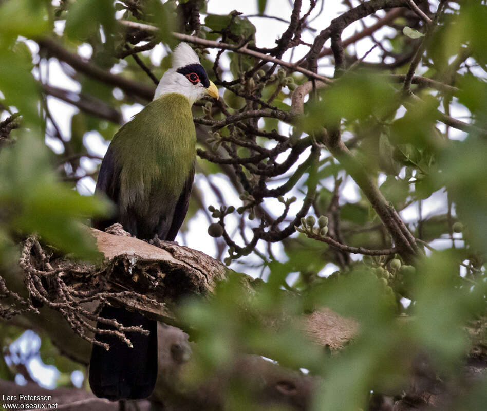 Touraco à huppe blancheadulte, habitat, pigmentation