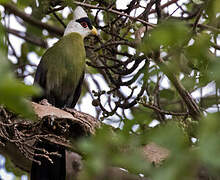 White-crested Turaco