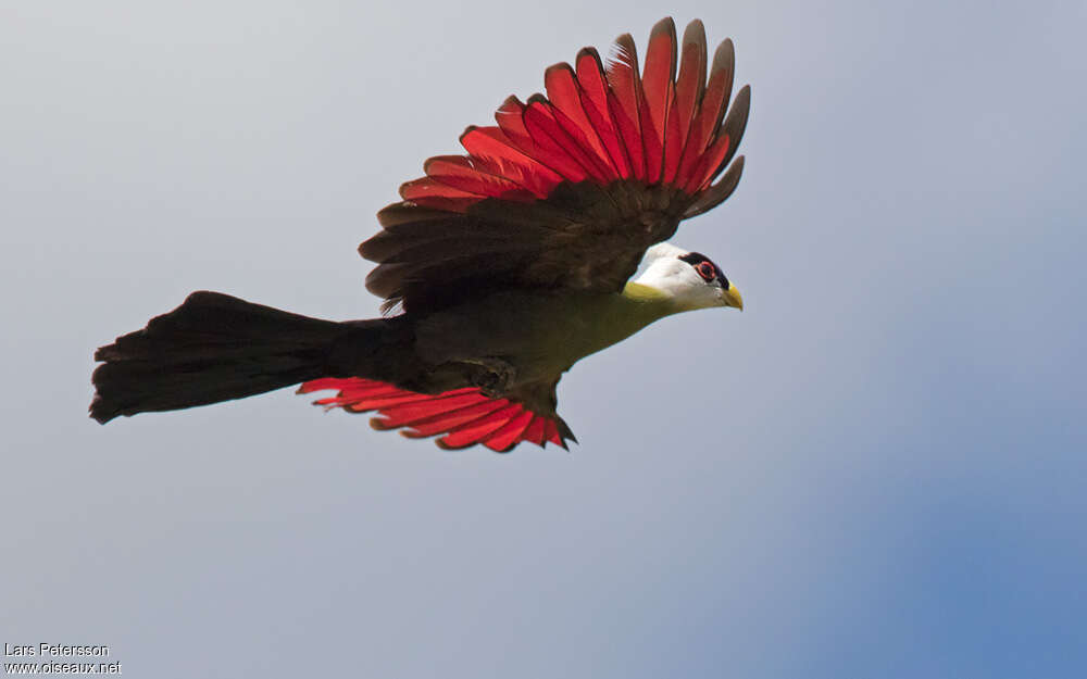 White-crested Turacoadult, pigmentation, Flight