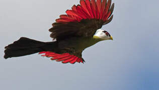 White-crested Turaco