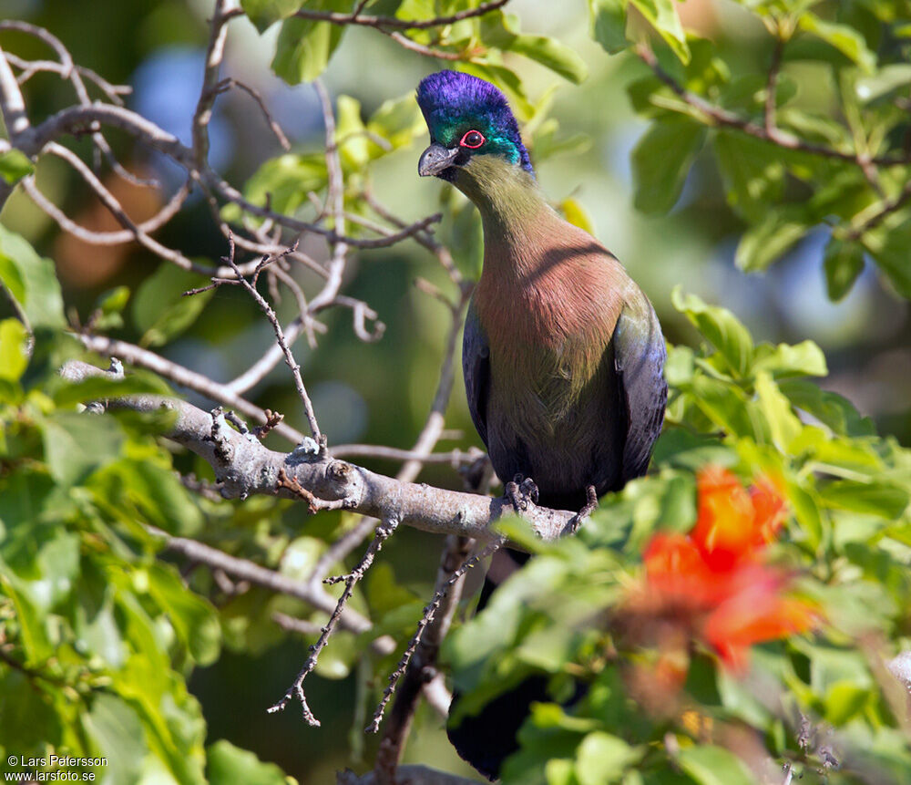 Purple-crested Turaco