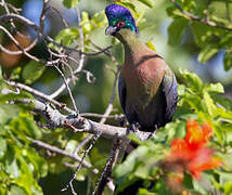 Purple-crested Turaco