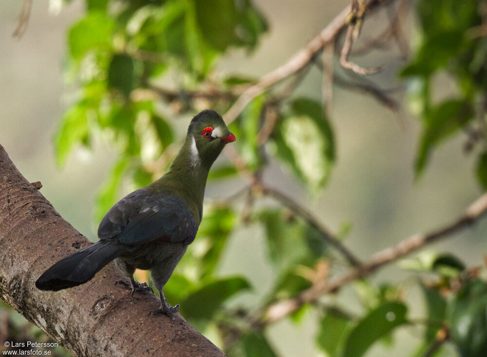 White-cheeked Turaco