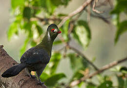 White-cheeked Turaco