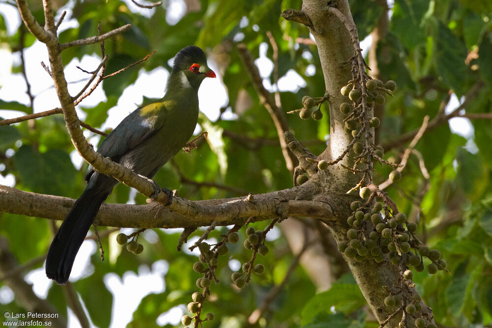 White-cheeked Turaco